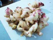 good quality new season fresh ginger price in china, new crop fresh ginger