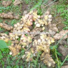 fresh  ginger  exporter,  market  price for  ginger  50g-100g
