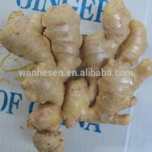 varieties of ginger, New Crop Fresh ginger export For pure ginger juice,ginger production