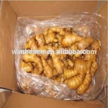 150-200g Fresh Ginger nice ,10kg carton packing