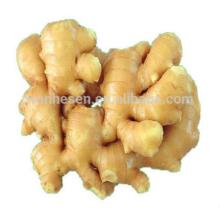 varieties of ginger, New Crop Fresh ginger export For pure ginger juice, best selling ginger