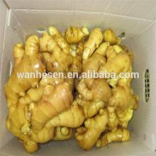 The Most Favorable Market Prices for fresh Ginger Exported to Many Countries