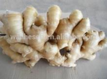 market prices for New Crop Fresh ginger, best selling ginger