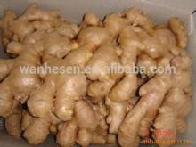 Latest Low  Price   Ginger , Yellow Fresh  Ginger , New  Ginger  2014