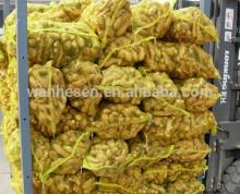China supplier for fat fresh high quality wholesale ginger, Chinese organic fresh ginger suppliers