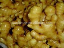 Professional Ginger Supplier Fresh Ginger, export fresh ginger