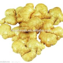 Export new corp big fresh, semi-dry, pure air-dried ginger in each size
