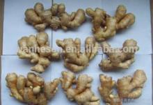 market prices for fresh ginger,new crop china ginger,buy  direct   from  factory