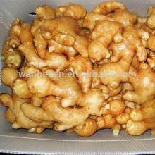 200-250g fresh ginger, High Quality New Crop Chinese Fresh Ginger Prices Exporter in Shandong of Chi