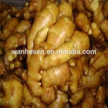 250g Up,13.6kg Packing Chinese Fresh Wet Ginger