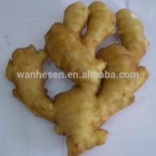 2014 new specification fresh ginger for sale