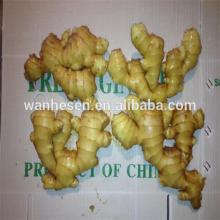 Factory Supply 100% High Quality  Fresh   Dry   Ginger 