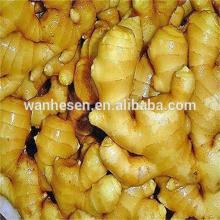 New Crop Chinese 150g Up Young Fresh Ginger 10kg Carton packing