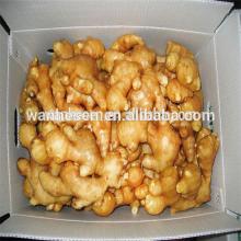 Chinese Top Quality  Fresh   Wet   Ginger  200g-250g