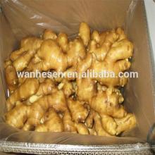 9kg Pvc Box Packing Koesher Certificate 150g Up Fresh Natural Ginger