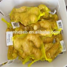 2014 New Chinese Mature Fresh Gingers HOT !HOT!