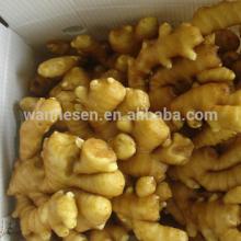 new season fresh ginger or dry ginger in China, new crop fresh ginger