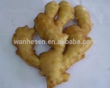 market prices for fresh ginger,new crop china ginger,buy fresh ginger direct from factory