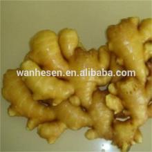 2014 Chinese Natural 100g Up Fresh mature Ginger For Sale