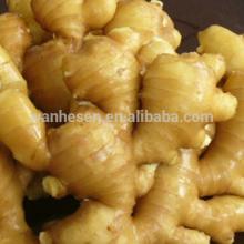 supply best price fresh and air-dried gingers/ Chinese fresh fat gingers