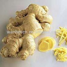 Shandong price of fresh ginger from ginger exporter, ginger market in China