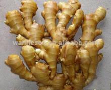 2014 High Quality New Crop Fresh Ginger,ginger root For UK,CANADA,USA and EU Market, market prices f