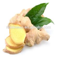 organic ginger, high quality, meet EU market  gap  ginger root for sale 200g up