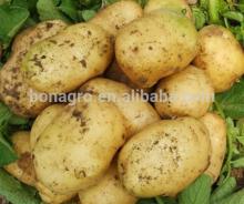 very fresh holland Potato