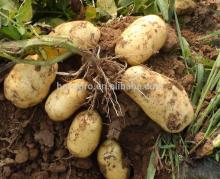 chinese hot sale holland Potato