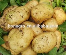 Fresh Potato 2014 crop