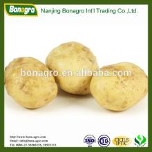 fresh Potato-shandong crop holland type