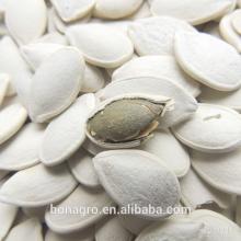 roasted & salted pumpkin seed very delicious