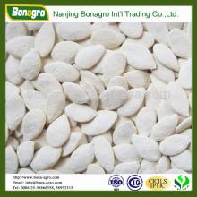 popular roasted and salted pumpkin seeds