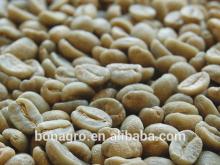 The aromatic Arabica Coffee Bean from Yunnan