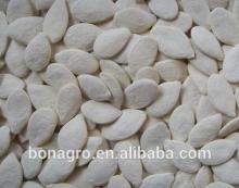 roasted & salted pumpkin seed new