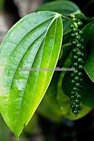 Black Pepper 550g/l Steam Wash Vietnam origin