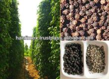 vietnam black pepper, high quality pepper 500g/l