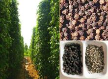SPICES and Herbs, BLACK PEPPER, CASSIA, STAR ANISE