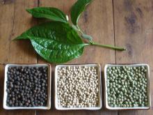  SPICE S  HERB S products, CASSIA, BLACK PEPPER, STAR ANISE of Vietnam