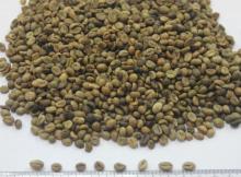 VIETNAM origin ROBUSTA COFFEE beans S16