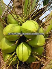 DESICCATED COCONUT NEW CROP 2014