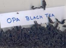 Black tea OPA1