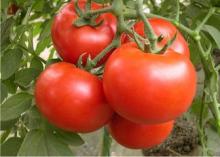 tomato sauce tin can
