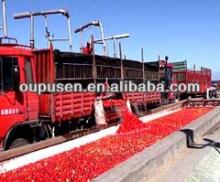 Entrusted Tomato Sauce Factory