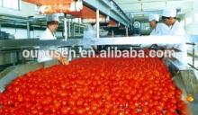 Wholesale Harvest Season Tomato Ketchup Fresh Tomato