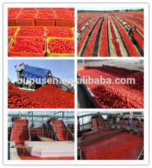 Best Supply for Fresh Crop 2014 Tomato Paste