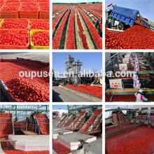 Hot product for sale Concentrate 36-38% tomato paste in drum