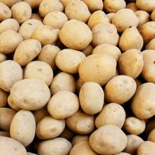 Potato