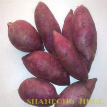 Freeze dried purple sweet potato Freeze dried purple sweet potato powder The instant of purple sweet