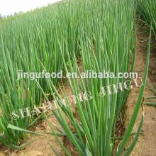 Dried Green Onion